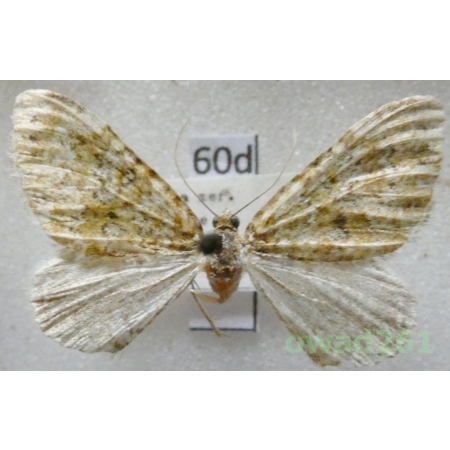 Euphyia frustata (Treitschke, 1828) Czech60d